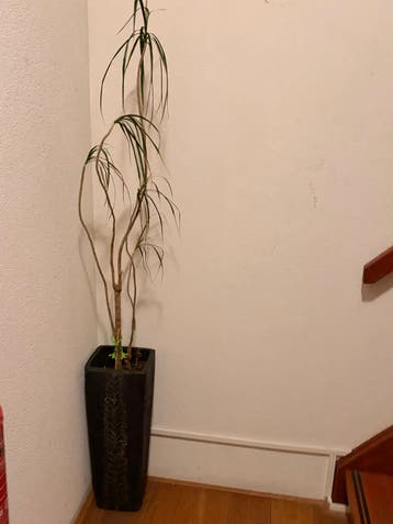 Grote Dracaena in stijlvolle pot - GRATIS