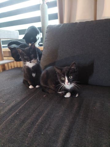 2 europese korthaar kittens TE KOOP 11 weken oud