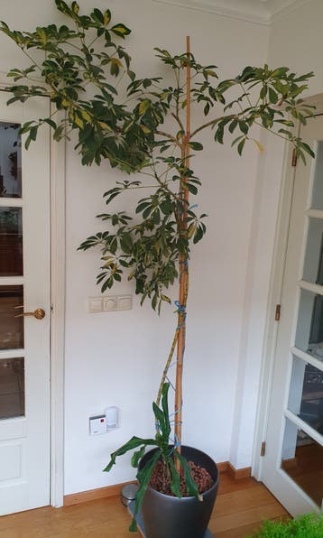 Gratis: Grote Schefflera plant en dracaena met pot
