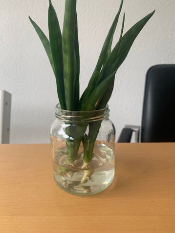 Gratis 3 kamerplanten stekjes