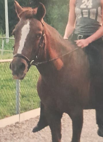 ERVAREN PAARDENLIEFHEBBER KAN HELPEN VERZORGEN