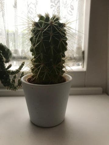 3 hele leuke cactussen