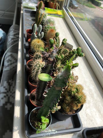Gratis afhalen 23 stuks Verschillende cactus