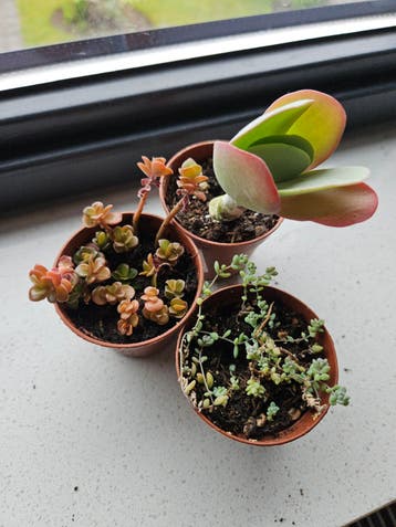 Gratis vet plantjes die wat TLC nodig zijn