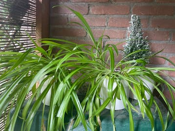 3 planten gratis op te halen zonder potten