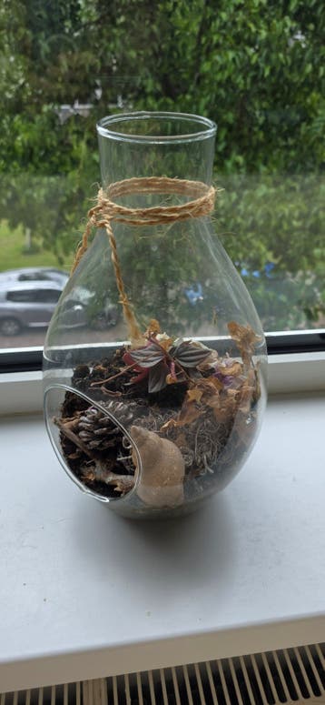 Gratis Terrarium met plantje