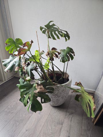 Gratis Monstera Deliciosa - Kamerplant