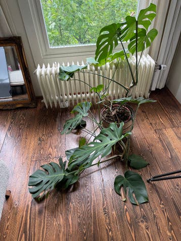 two large monstera plants