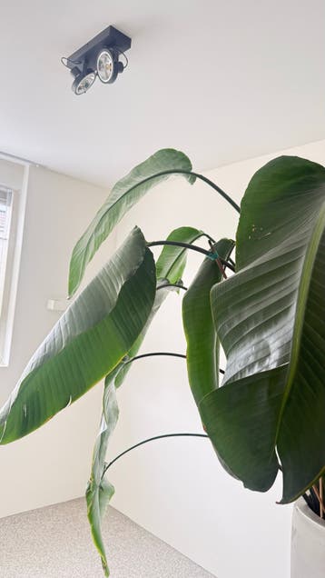 Gratis - Strelitzia plant - 1.50m hoog