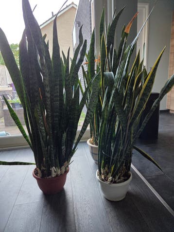 Gratis: 3 Sanseveria / Vrouwentong planten, 120 cm hoog