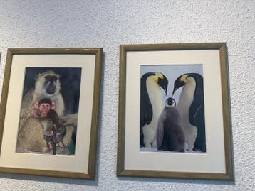 Set van 4 ingelijste foto's: apen en pinguïns
