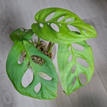 Gratis Monstera Esqueleto stekjes