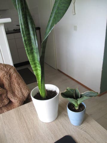 kamerplanten