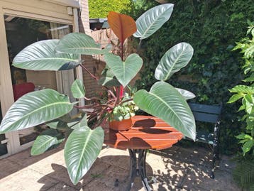 Kamerplant Philodendron