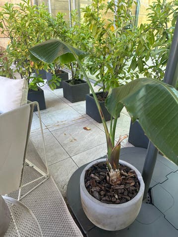 Strelitzia Nicolai met pot en poten - gratis af te halen