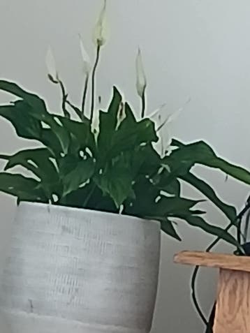 Vredeslelie (Spathiphyllum) in pot