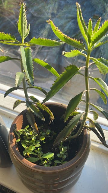 Stekjes van Kalanchoë daigremontiana ruilen