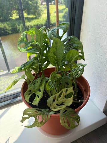 Monstera adasoniii cutlings sprouted