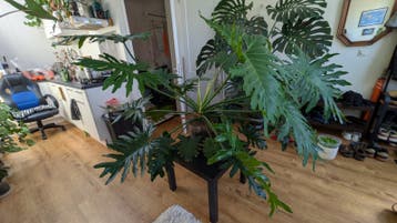 Big Philodendron Bipinnatifidus (Semi-Hydro/LECA)