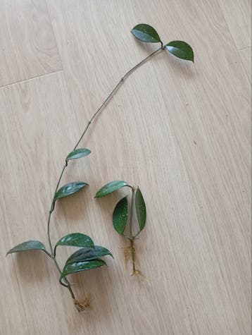 Hoya carnosa stekjes