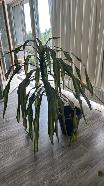 GRATIS af te halen plant in pot