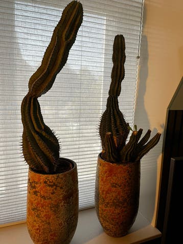 2 cactussen