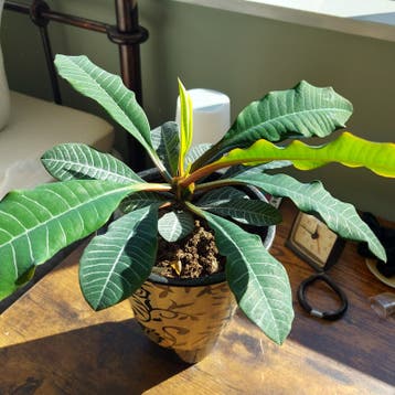 Zaden Madagascar Jewel
