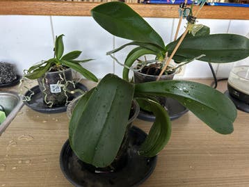 Orchideeën