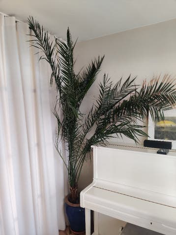 Grote palm in blauwe pot, gratis op te halen