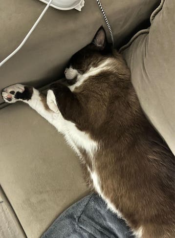 Gratis kat adoptie