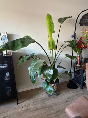 Paradijsvogel plant gratis af te halen