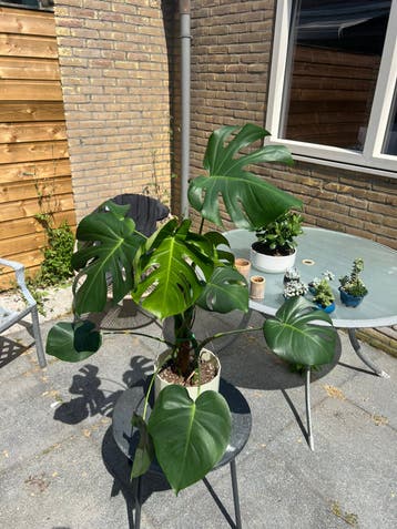 Monstera