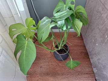 2x Monstera Deliciosa - Gatenplant - Kamerplant