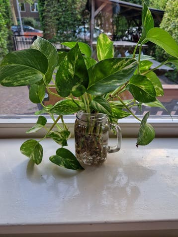 Stekjes epipremnum aureum