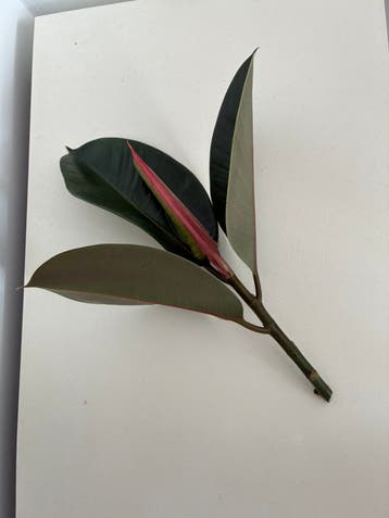 Stekje ficus elastica rubberplant