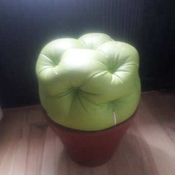 Gratis afhalen: buxuspoefjes
