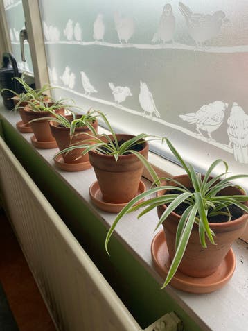 Gratis Graslelies Chlorophytum comosum) in terracotta pot