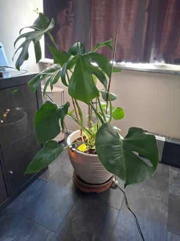 Plant GRATIS ophalen.