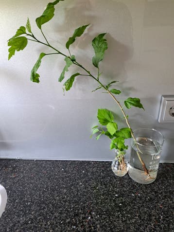 Zaailingen hibiscus