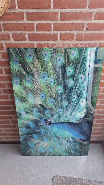 Glazen anti-spatplaat pauw - ook als decoratie