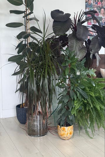 Grote kamerplanten: Ficus, Dracaena en meer