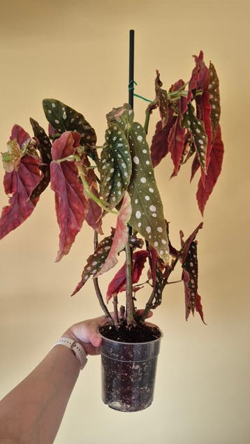 Begonia Polka Dot for free