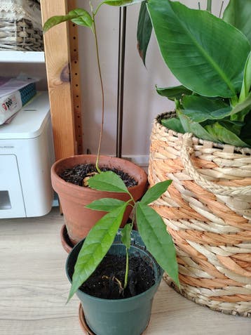 Gratis ophalen: avocadoplantjes