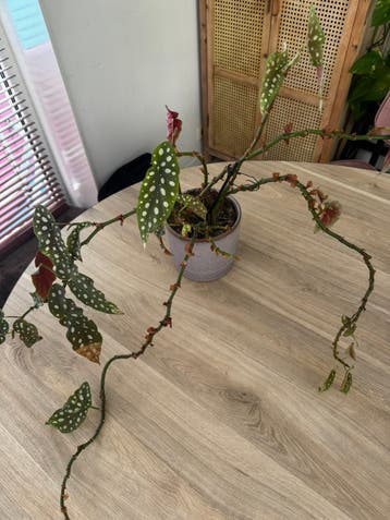 Gratis plant, Redder gezocht