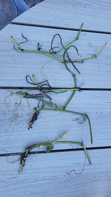 Gratis Philodendron Scandens stekjes