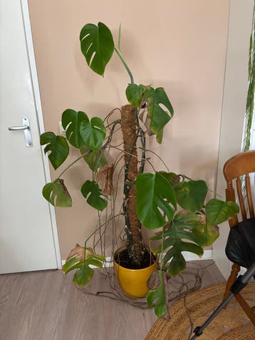 Monstera 150cm