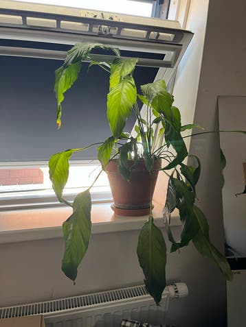 Grote Vredeslelie Lepelplant (Spathiphyllum) in pot