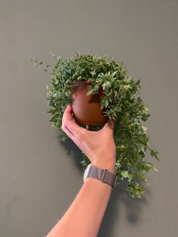 Kunstplant
