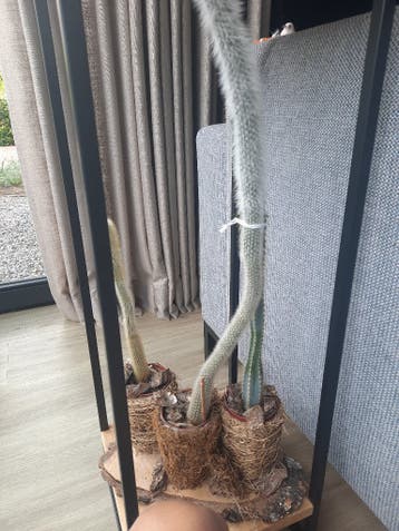 Cactussen