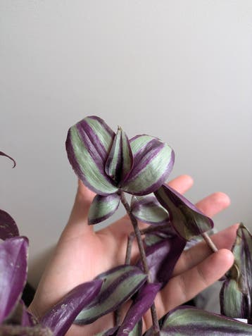 Tradescantia Zebrina - in zielige staat